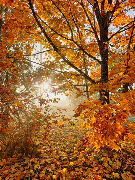 Ekim sabahı, gün doğumu ve sonbahar yaprakları