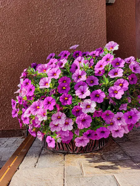 Yaz güneşinde güzel pembe çiçek buketi