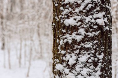 Kış günü karlı bir parkta karla kaplı bir ağaç gövdesi.