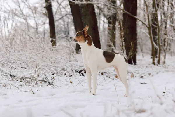 Karlı bir kış gününde karlı parkta melez Jack Russell Terrier.