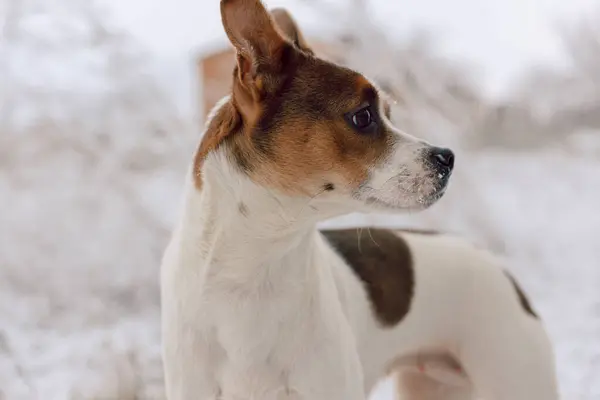 Karlı bir kış gününde karlı parkta melez Jack Russell Terrier.