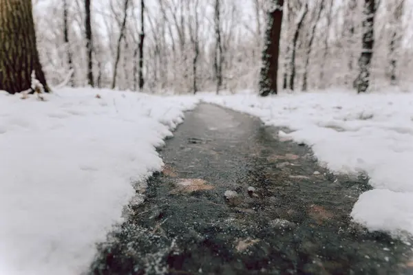 Karlı bir ormanda donmuş bir su birikintisi, karla kaplı çıplak ağaçlar.