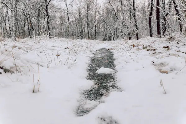 Karlı bir ormanda donmuş bir su birikintisi, kış günü karla kaplı çıplak ağaçlar.