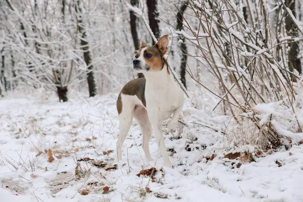 Karlı bir kış gününde, Jedek Russell Terrier 'in melezi.