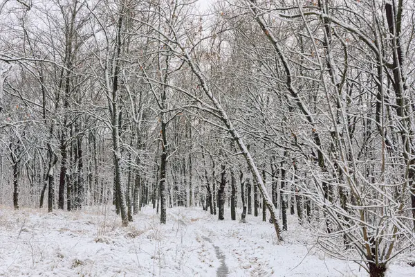 Kış günü karlı bir parkta karla kaplı çıplak ağaçlar.