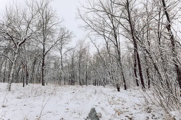 Kış günü karlı bir parkta karla kaplı çıplak ağaçlar.
