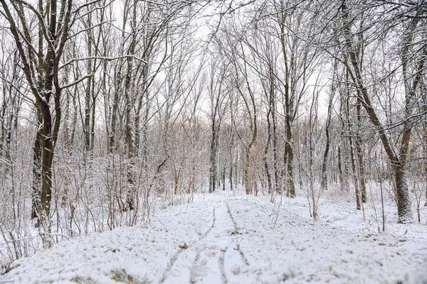 Kış günü karlı bir parkta karla kaplı çıplak ağaçlar.