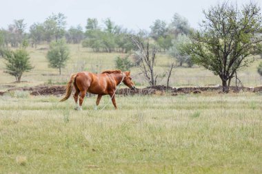 Kahverengi bir at zincirli bir yaz gününde çayırda otlar.