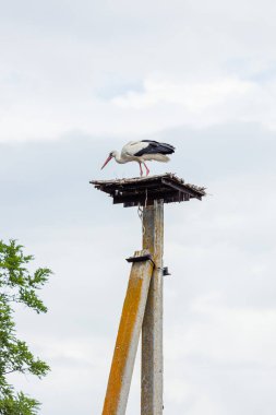 Bir vinç, bulutlu bir gökyüzüne karşı bir direğin yuvalama yerinde duruyor.