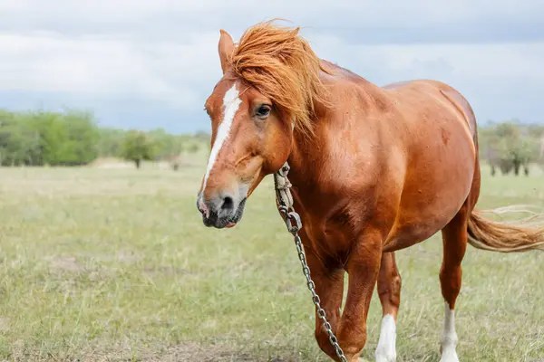 Güneşli bir yaz gününde çayırda kahverengi bir atın yakın çekimi.