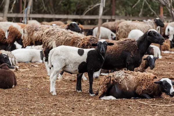 Bir koyun sürüsü yaz günü bir ağılda yürüyor ve yatıyor.
