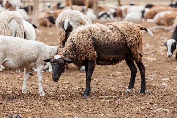 Bir koyun sürüsü yaz günü bir ağılda yürüyor ve yatıyor.