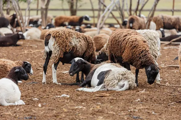Bir koyun sürüsü yaz günü bir ağılda yürüyor ve yatıyor.