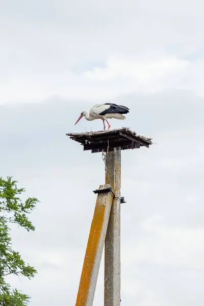 Bir vinç, bulutlu bir gökyüzüne karşı bir direğin yuvalama yerinde duruyor.