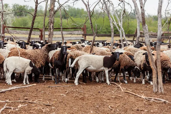 Yaz günü ağılda yürüyen bir koyun sürüsü.