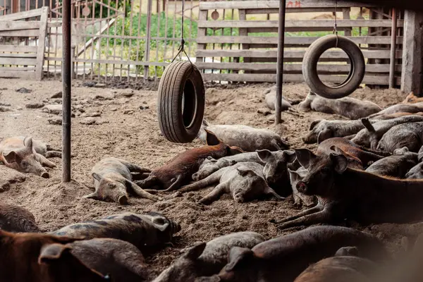 Yaban domuzları güneşli bir yaz gününde bir ağılda uyur.