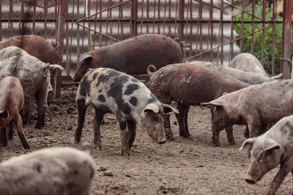 Domuz yavruları domuz ahırında yürüyor, besleyiciden yiyorlar.