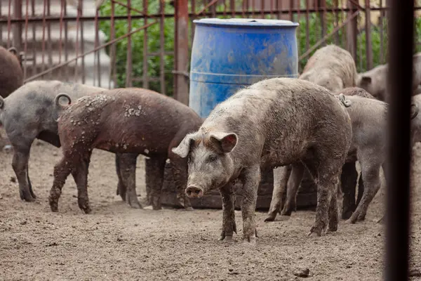 Domuz yavruları domuz ahırında yürüyor, besleyiciden yiyorlar.