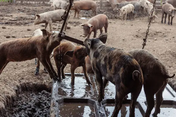 Domuzlar ağıldaki su kutusundan su içerler.