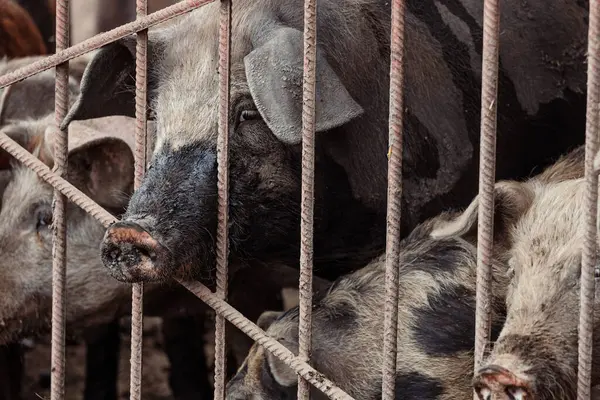 Ağıldaki domuzlar kıçlarını çitlere sokuyorlar.