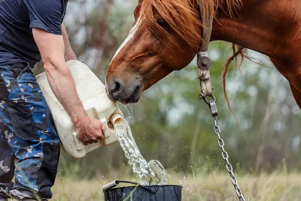 Yaz günü kahverengi bir ata su vermek için kovaya su dökmeye yakın.
