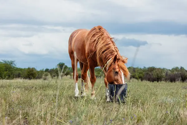Bir yaz günü çayırdaki kovadan su içen kahverengi bir ata yaklaş.