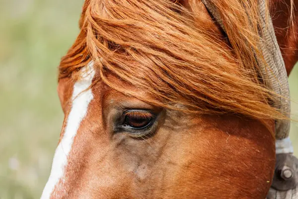 Güneşli bir yaz gününde çayırda kahverengi bir atın yakın çekimi.