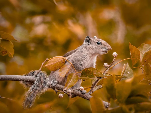 Foco Seletivo Rosto Esquilo Que Está Sentado Filial Temporada Outono — Fotografia de Stock