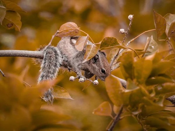 stock image selective focus on squirrel's face which is sitting on branch in autumn season