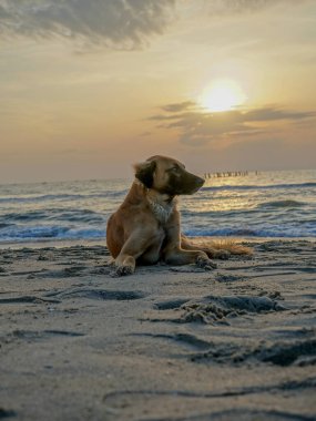 Sahilde, güneşin doğuşunda kumsalda oturan bir köpeğe odaklan.