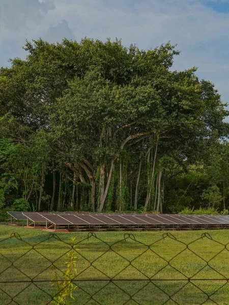 Uma Bela Vista Uma Grande Árvore Banyan Com Muitas Placas — Fotografia de Stock