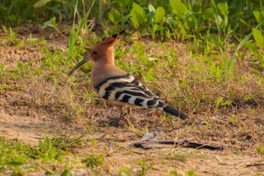 Hoopoe 'ya odaklan, güzel renkli bir kuş.