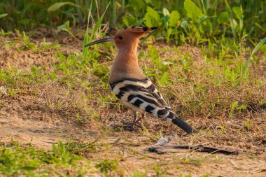 Hoopoe 'ya odaklan, güzel renkli bir kuş.