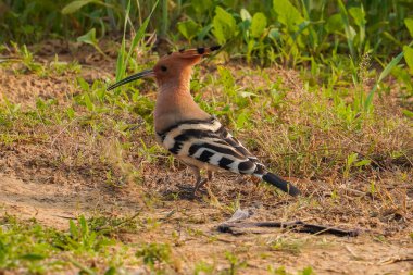 Hoopoe 'ya odaklan, güzel renkli bir kuş.
