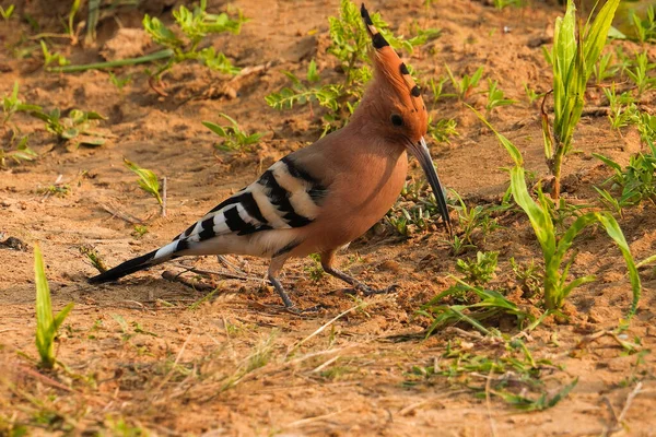 Selektywna Koncentracja Hoopoe Pięknym Kolorowym Ptaku — Zdjęcie stockowe