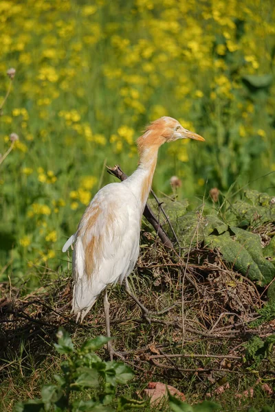 Egret Bird Standing Meadow Selective Focus — Stock Photo, Image
