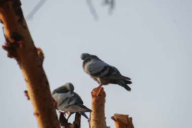 Gri güvercinlere, Asyalı güvercinlere