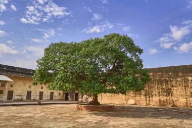 Güzel bir mango ağacı manzarası.