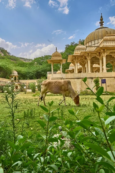 Una Vaca Está Pastando Gatore Chhatriyan —  Fotos de Stock