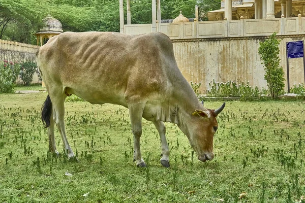 Корова Пасется Gatore Chhatriyan Крупным Планом Выстрел — стоковое фото
