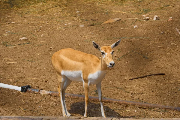 Baby Deer Looking Camera — Stock Photo, Image