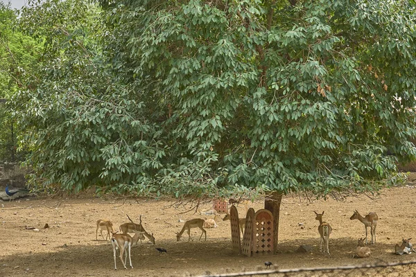 Some Deers Standing Big Green Tree — Stock Photo, Image