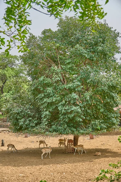 Alguns Veados Estão Sob Uma Grande Árvore Verde — Fotografia de Stock