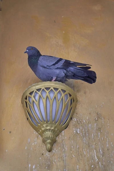 Eine Graue Taube Sitzt Auf Einer Schönen Wandleuchte — Stockfoto