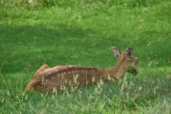 Deer Relaxing Grass Field — Stock Photo, Image