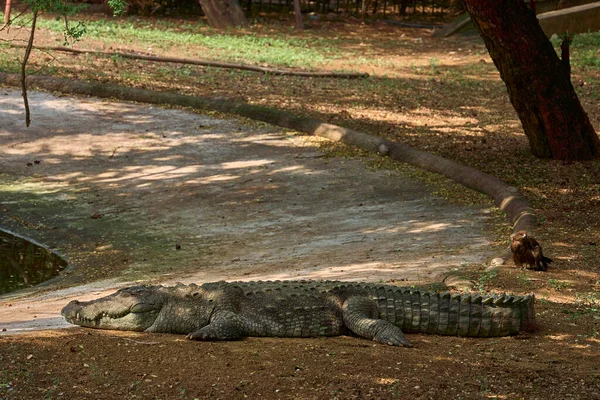 Crocodile Repose Sur Sol Près Étang — Photo