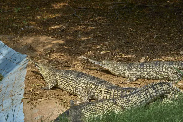 Three Gharials Relaxing Pond — Stock Photo, Image