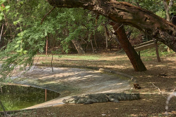 Ένας Κροκόδειλος Χαλαρώνει Στο Έδαφος Κοντά Μια Λίμνη — Φωτογραφία Αρχείου