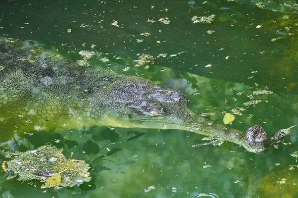 Gharial Swimming Green Water — Stock Photo, Image