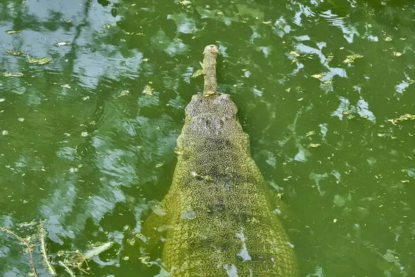 Ένα Γκάριαλ Κολυμπάει Πράσινο Νερό — Φωτογραφία Αρχείου